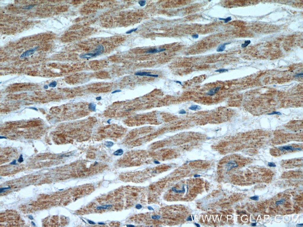 HCN1 Polyclonal antibody