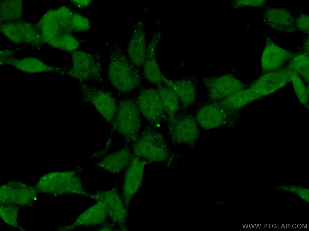MORF4L1 Polyclonal antibody
