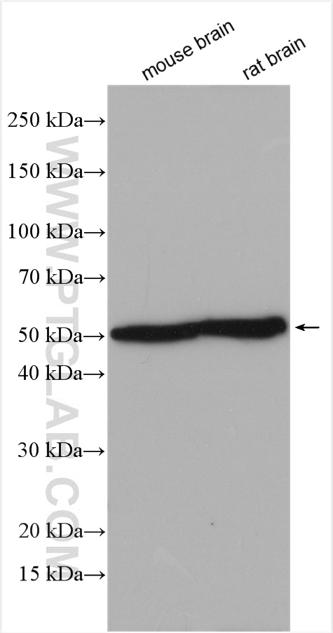 TBL1XR1 Polyclonal antibody