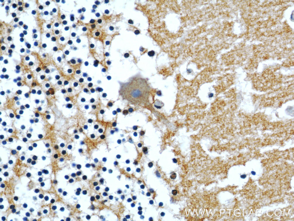 CASPR Polyclonal antibody