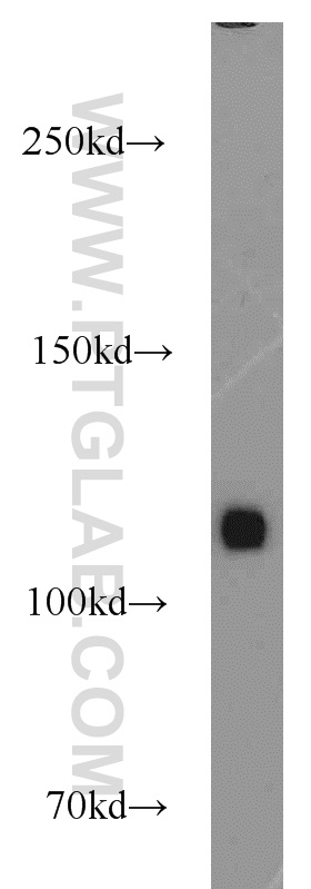 MAML1 Polyclonal antibody