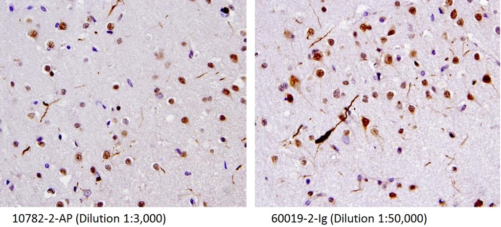 TDP-43 (human specific) Monoclonal antibody