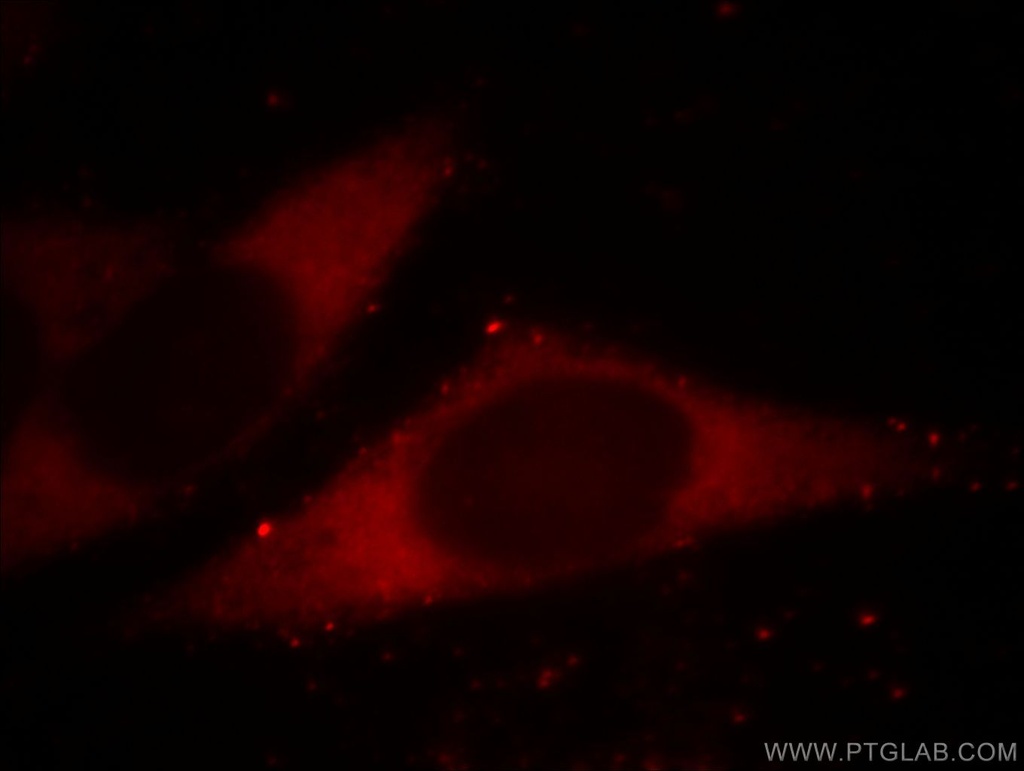 BORIS Monoclonal antibody