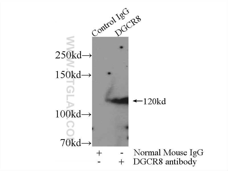 DGCR8 Monoclonal antibody