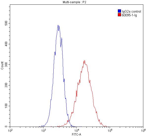 ITM2C Monoclonal antibody