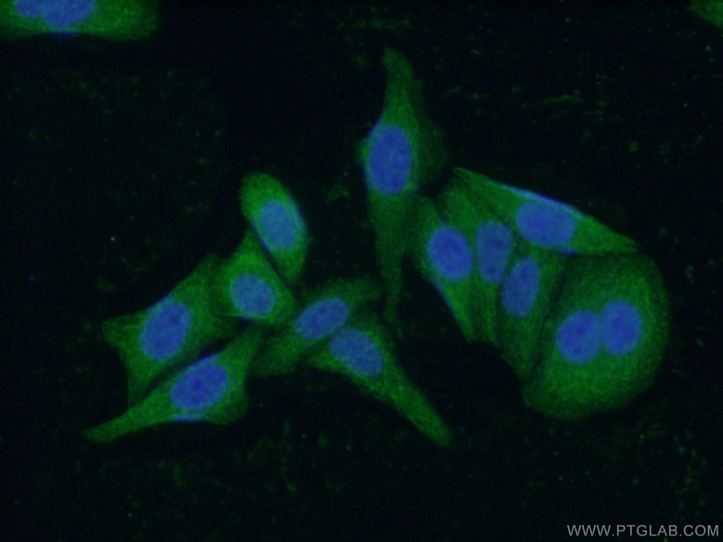 Neudesin/NENF Monoclonal antibody