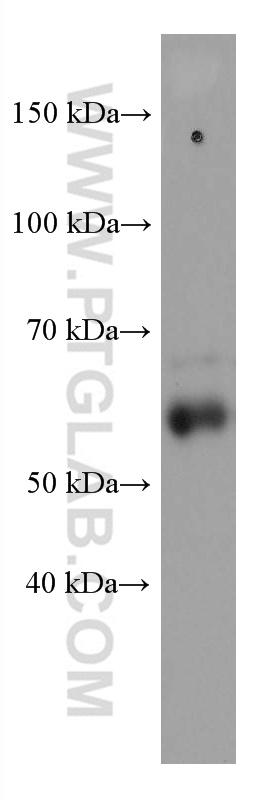 MCRS1 Monoclonal antibody