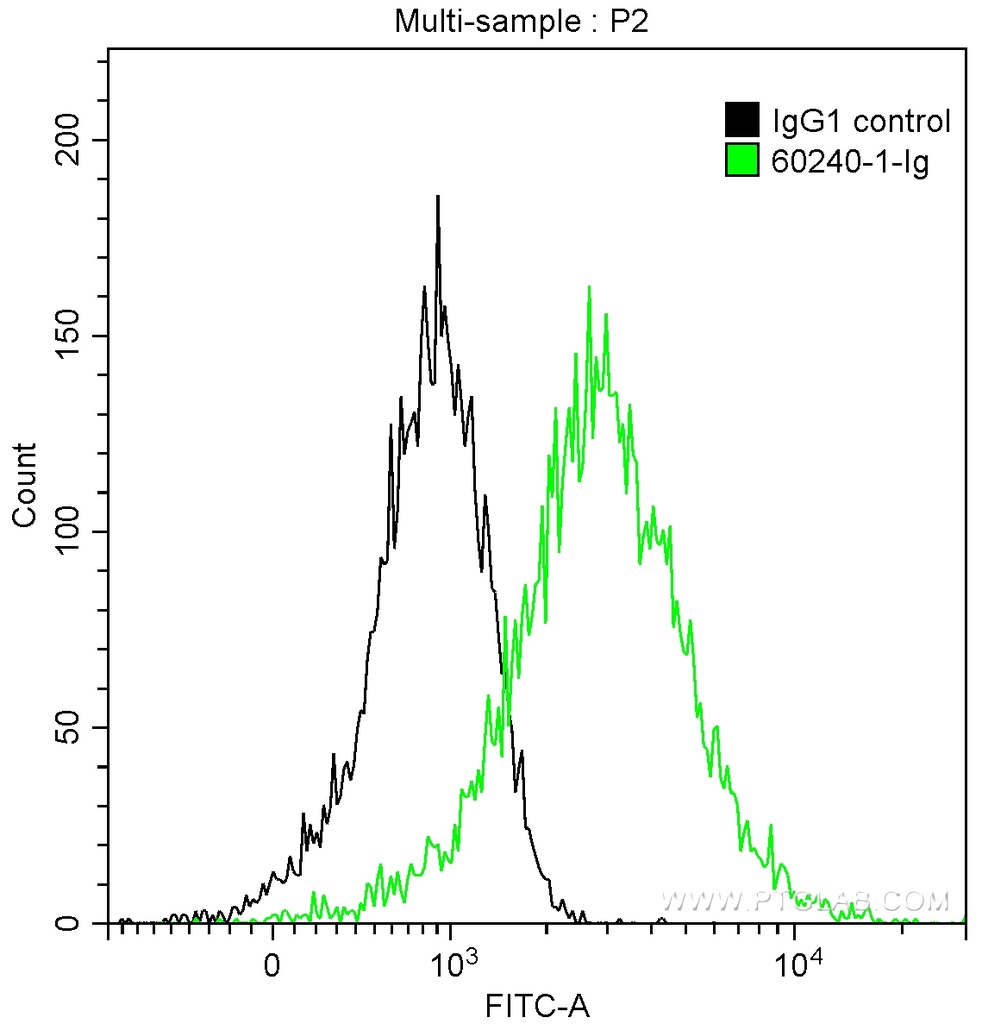p504S,AMACR Monoclonal antibody