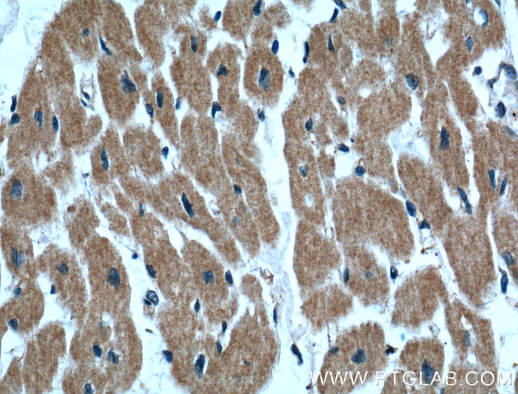 IGBP1 Monoclonal antibody