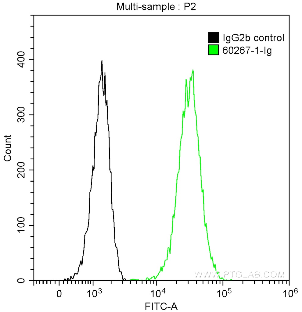 BAX Monoclonal antibody
