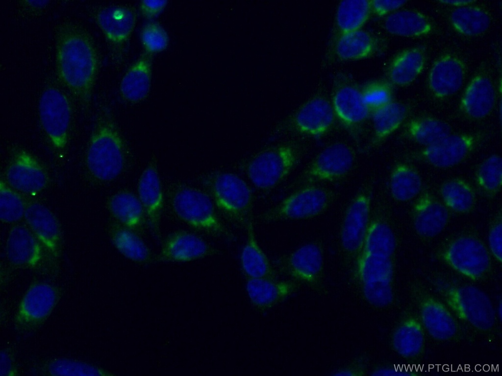 FAM3C Monoclonal antibody