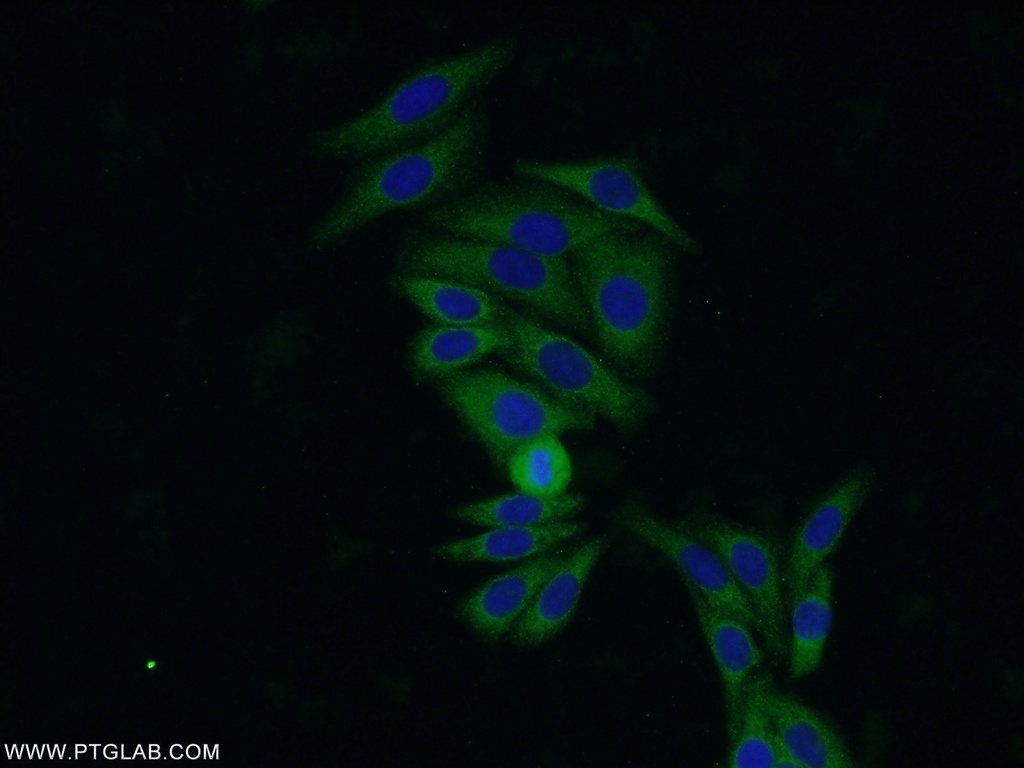 PRDX4 Monoclonal antibody