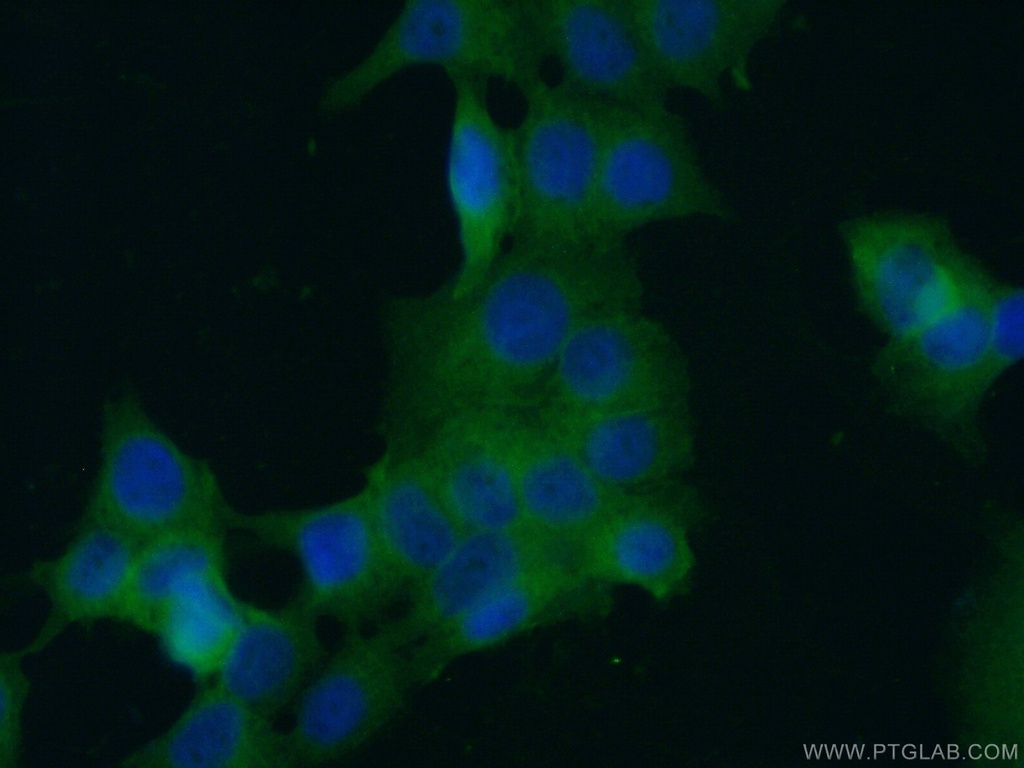 c-SRC Monoclonal antibody