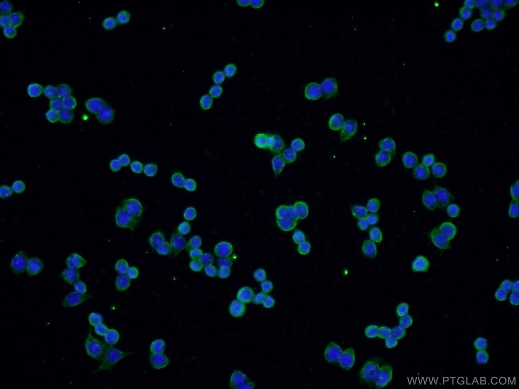 VCP Monoclonal antibody