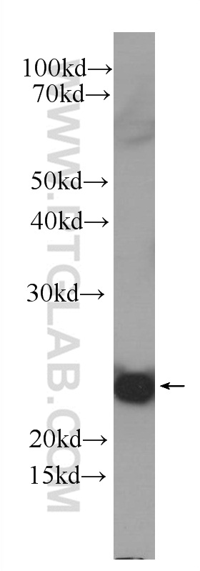 IL-1F10 Monoclonal antibody