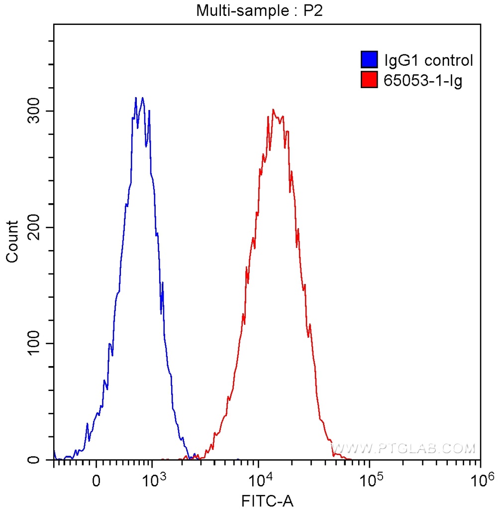 Anti-Human CD107b (H4B4)