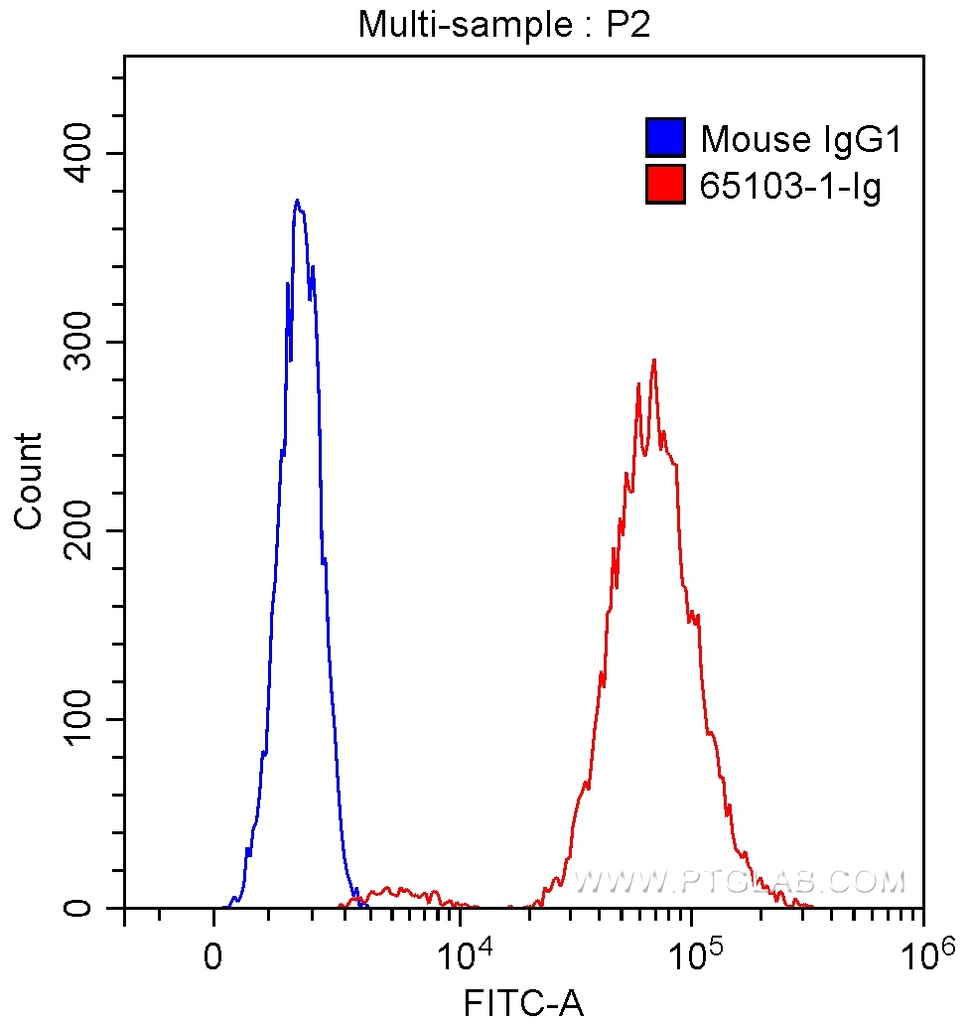 Anti-Human CD40 (G28.5)