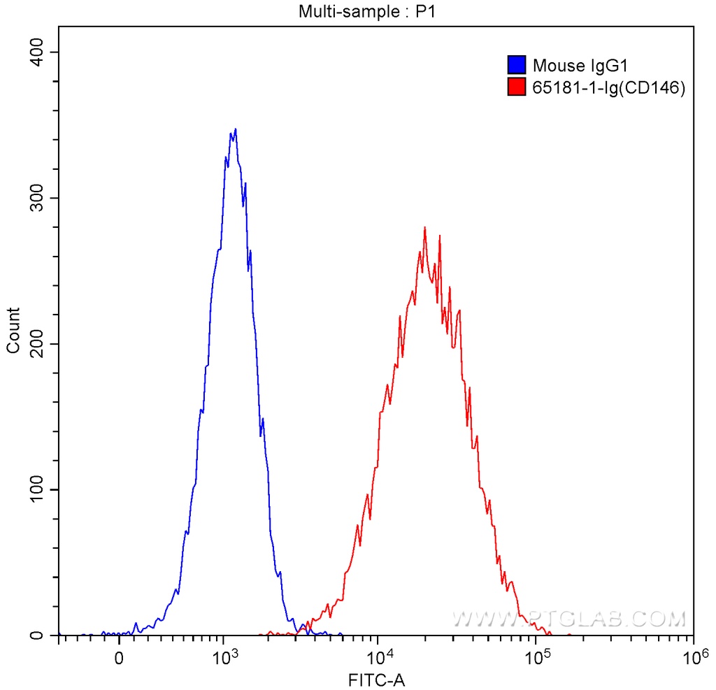 Anti-Human CD146 (P1H12)