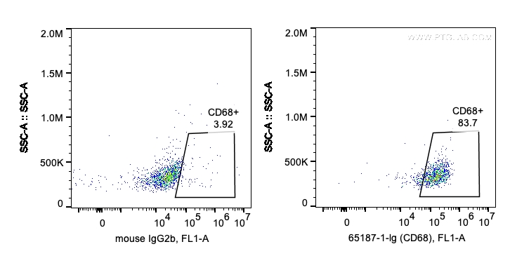 Anti-Human CD68 (Y1/82A)