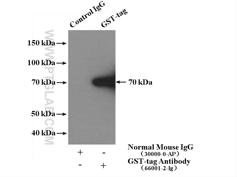 GST Tag Monoclonal antibody