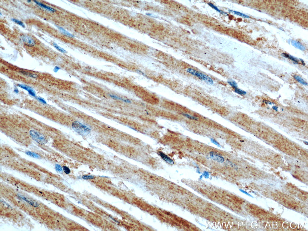 GEFT Monoclonal antibody