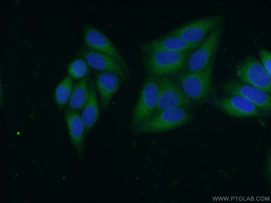 CYB5R3 Monoclonal antibody