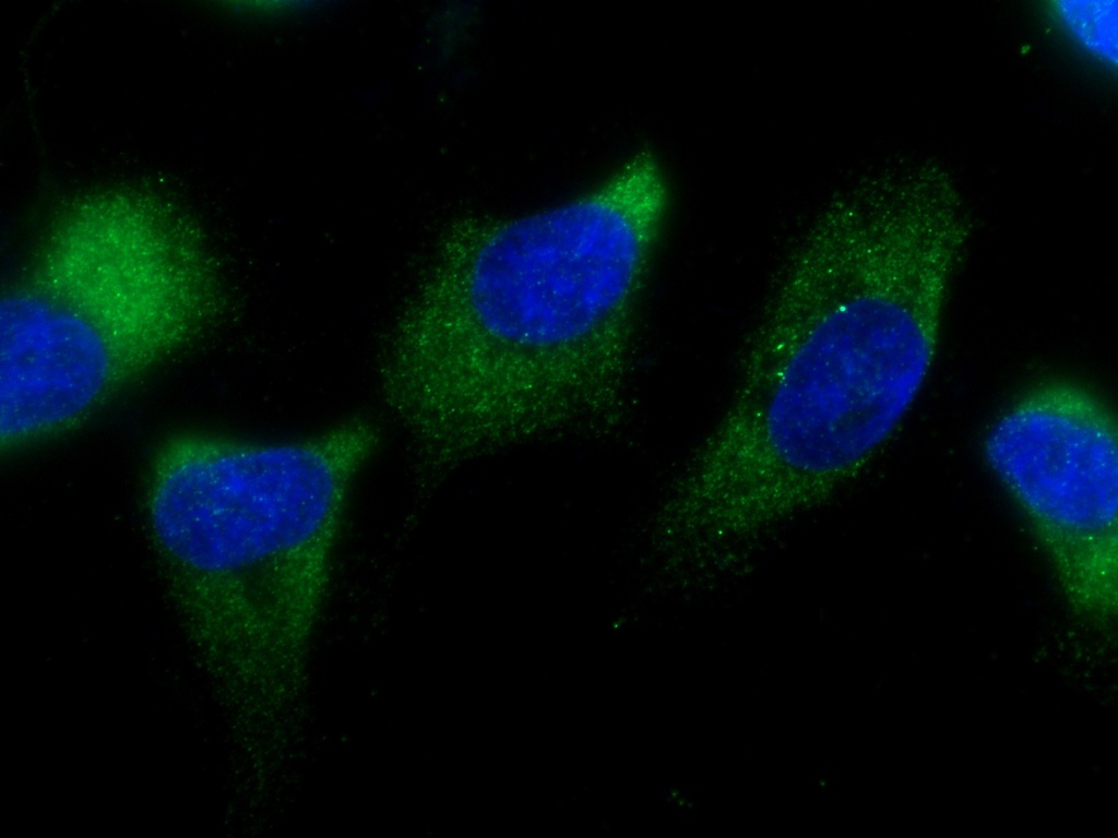 EIF3M Monoclonal antibody