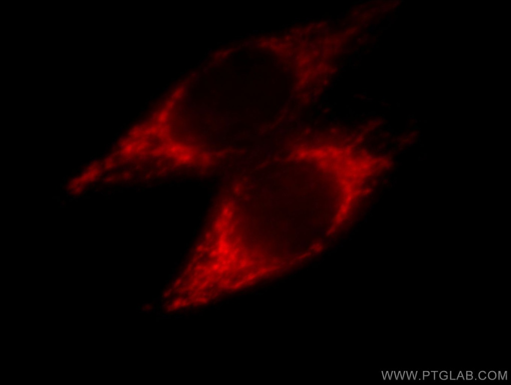 NDUFA4L2 Monoclonal antibody