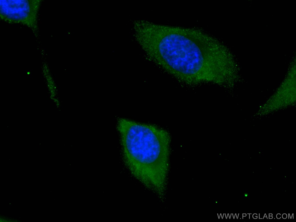 PA2G4 Monoclonal antibody
