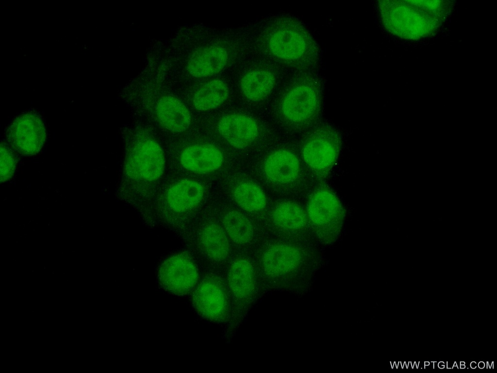 HDAC1 Monoclonal antibody