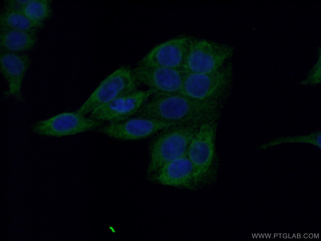 Melanophilin Monoclonal antibody