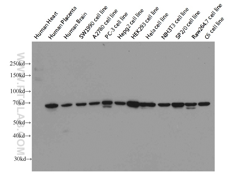 Lamin B1 Monoclonal antibody