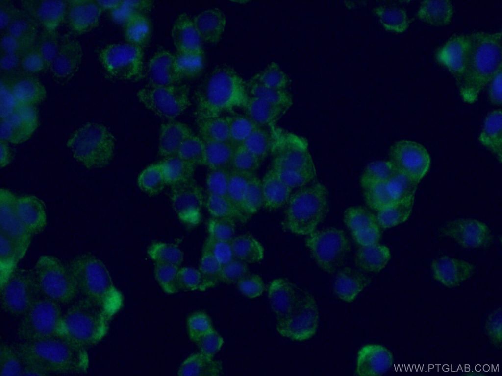 NUMBL Monoclonal antibody
