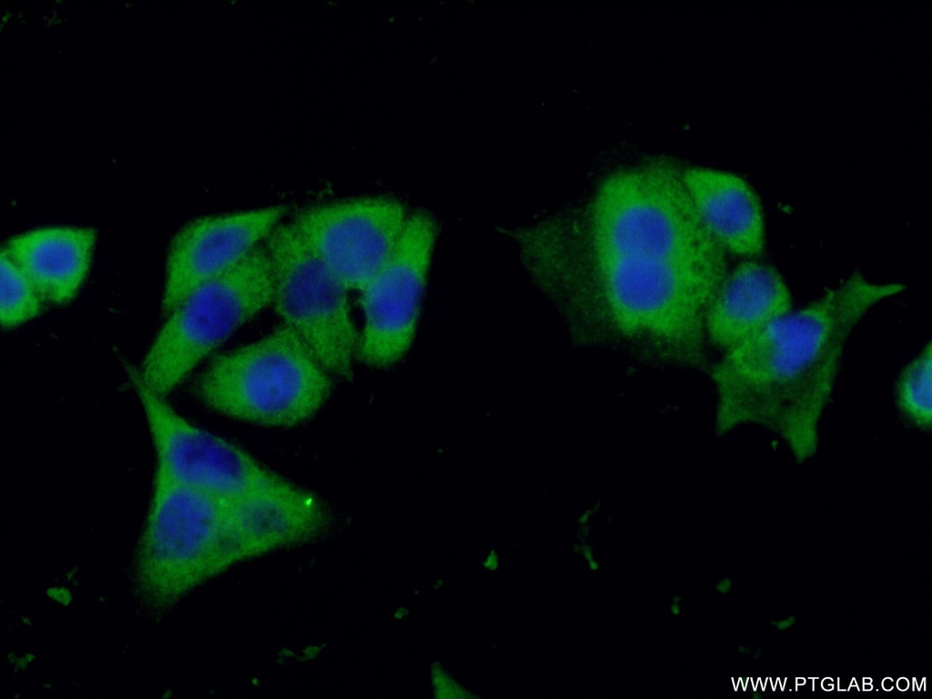 Caspase 9/p35/p10 Monoclonal antibody