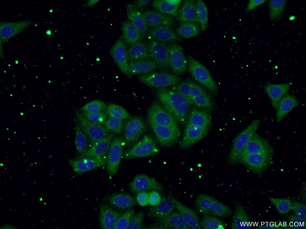 USP13 Monoclonal antibody