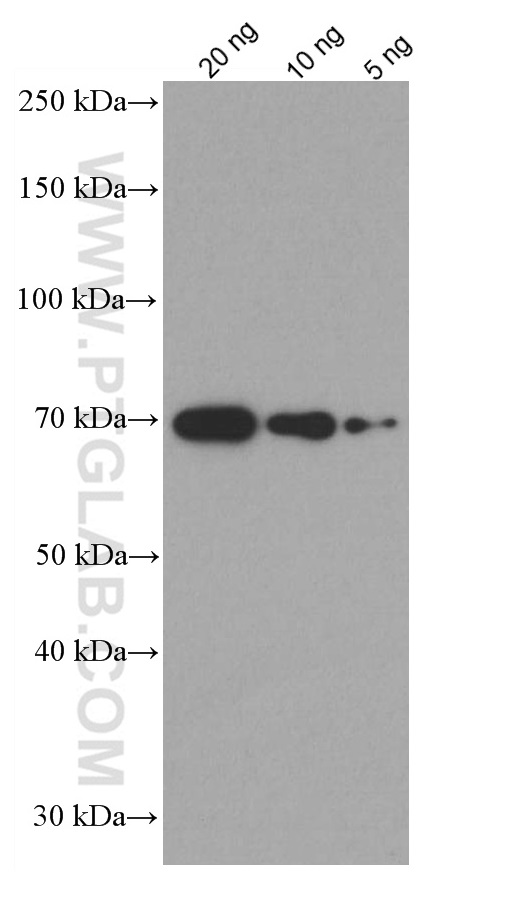 BSA Monoclonal antibody