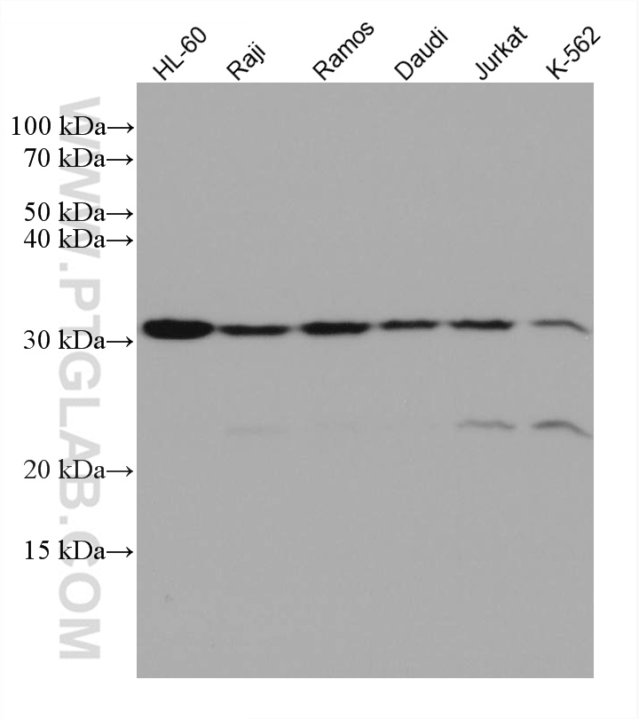 ORAI1 Monoclonal antibody