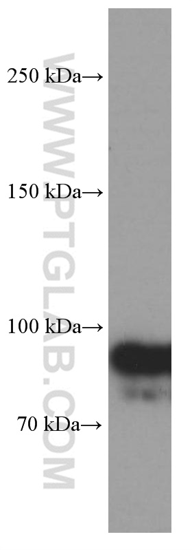 OTUD7B Monoclonal antibody