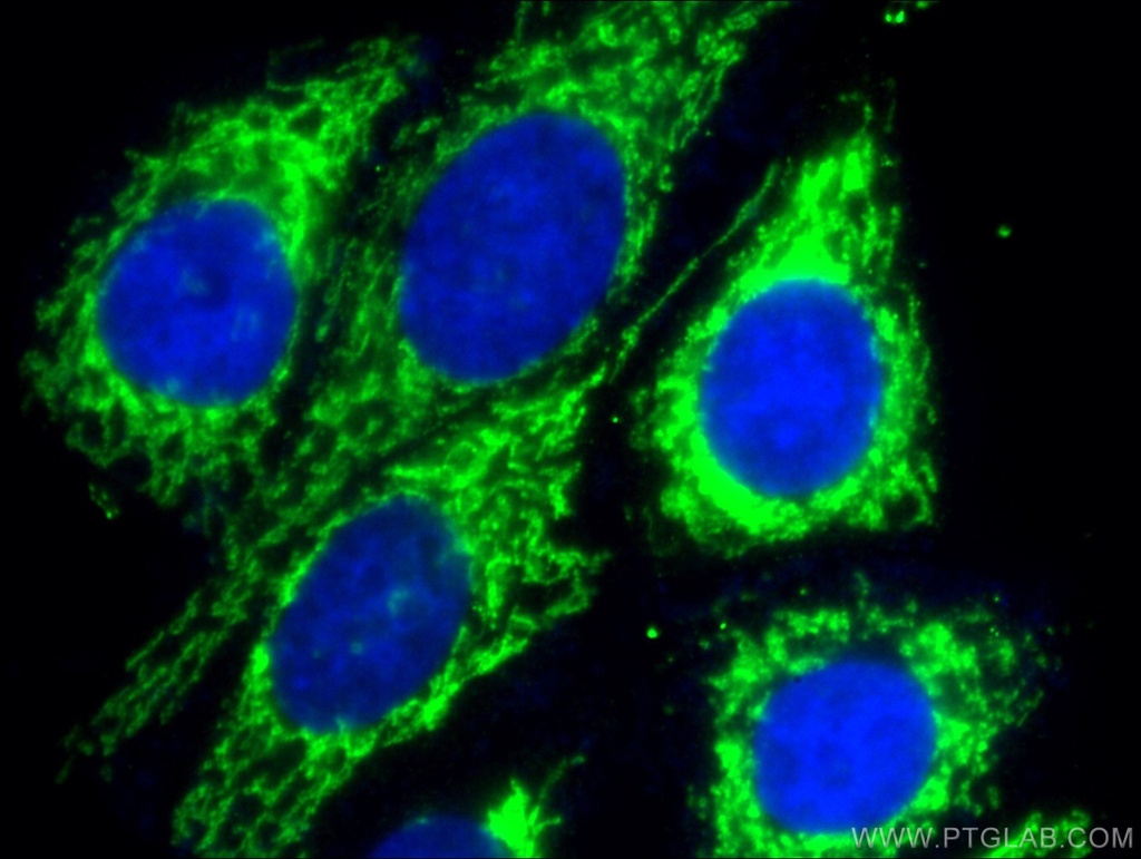 CHCHD2 Monoclonal antibody