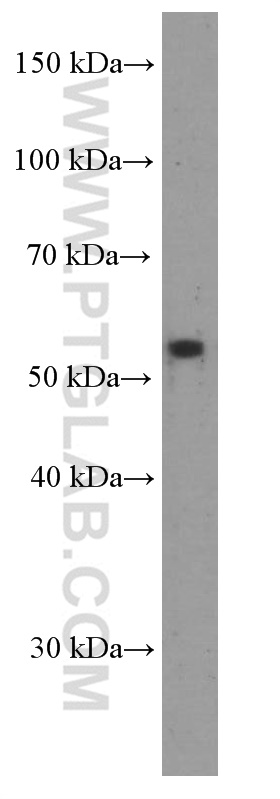 RXRG Monoclonal antibody