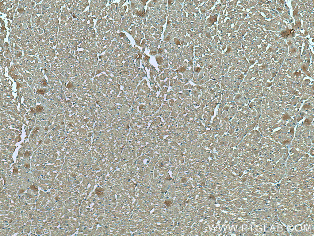 VDAC1/Porin Monoclonal antibody
