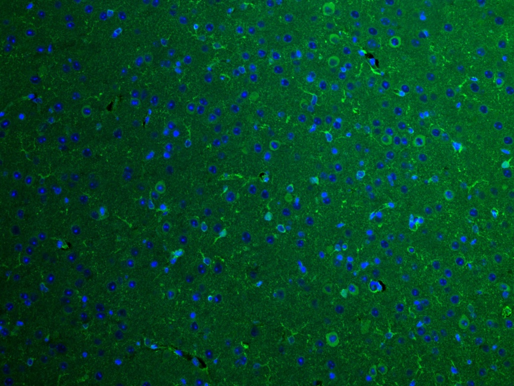 BRE Monoclonal antibody