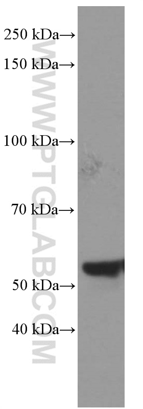 NONO Monoclonal antibody