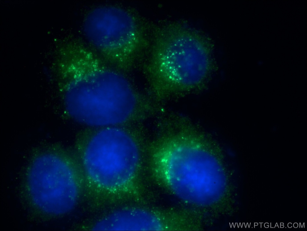 ERp72 Monoclonal antibody