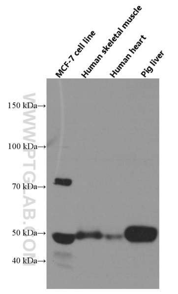 NFIL3 Monoclonal antibody