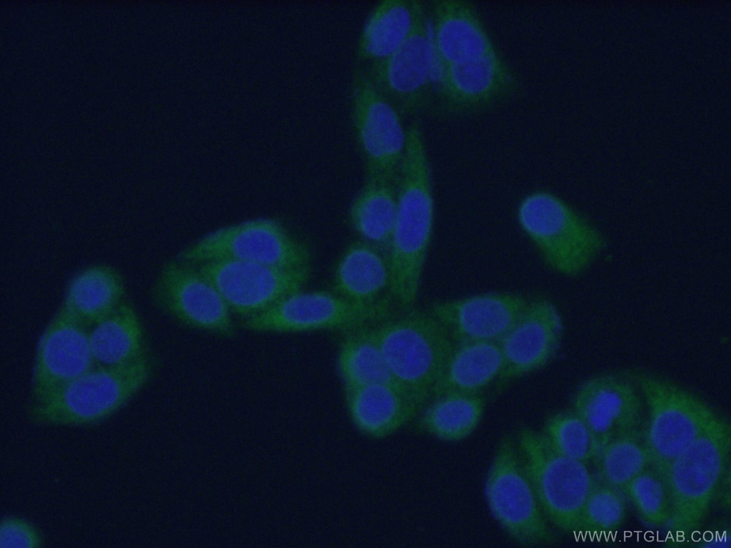 CDC37 Monoclonal antibody