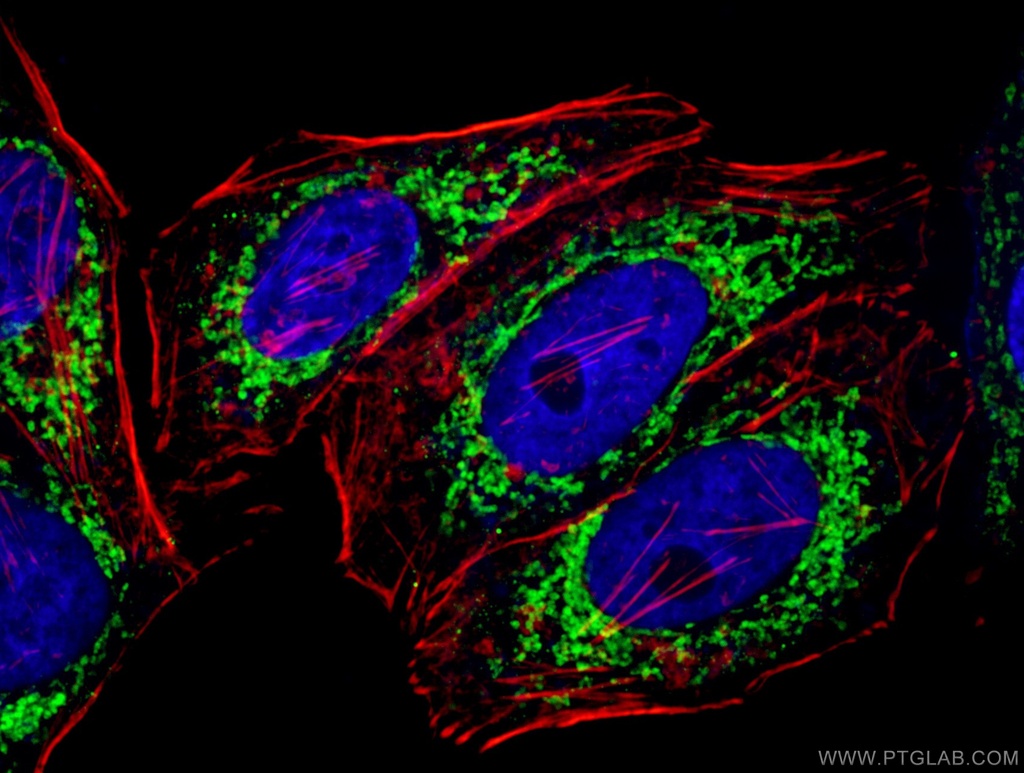 Prohibitin 2 Monoclonal antibody