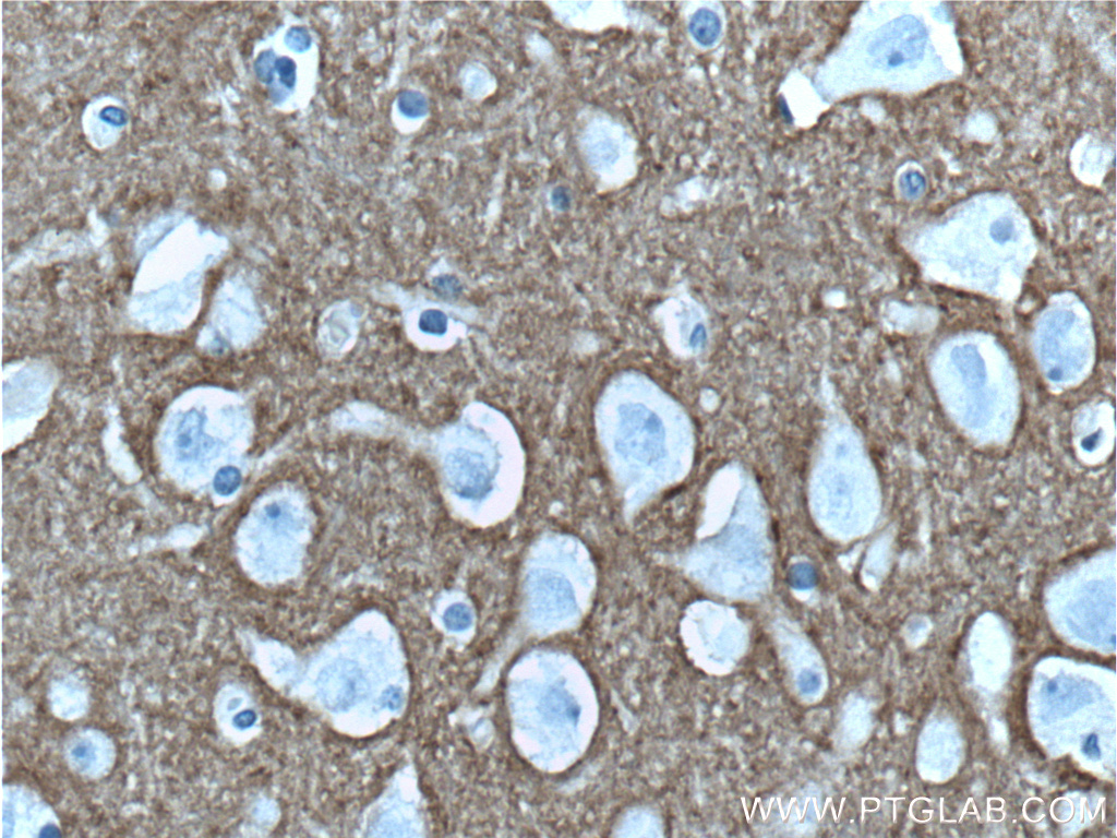 Syntaxin 1A / Syntaxin 1B Monoclonal antibody