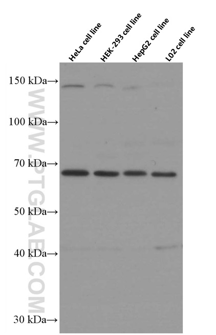 FOXO1 Monoclonal antibody