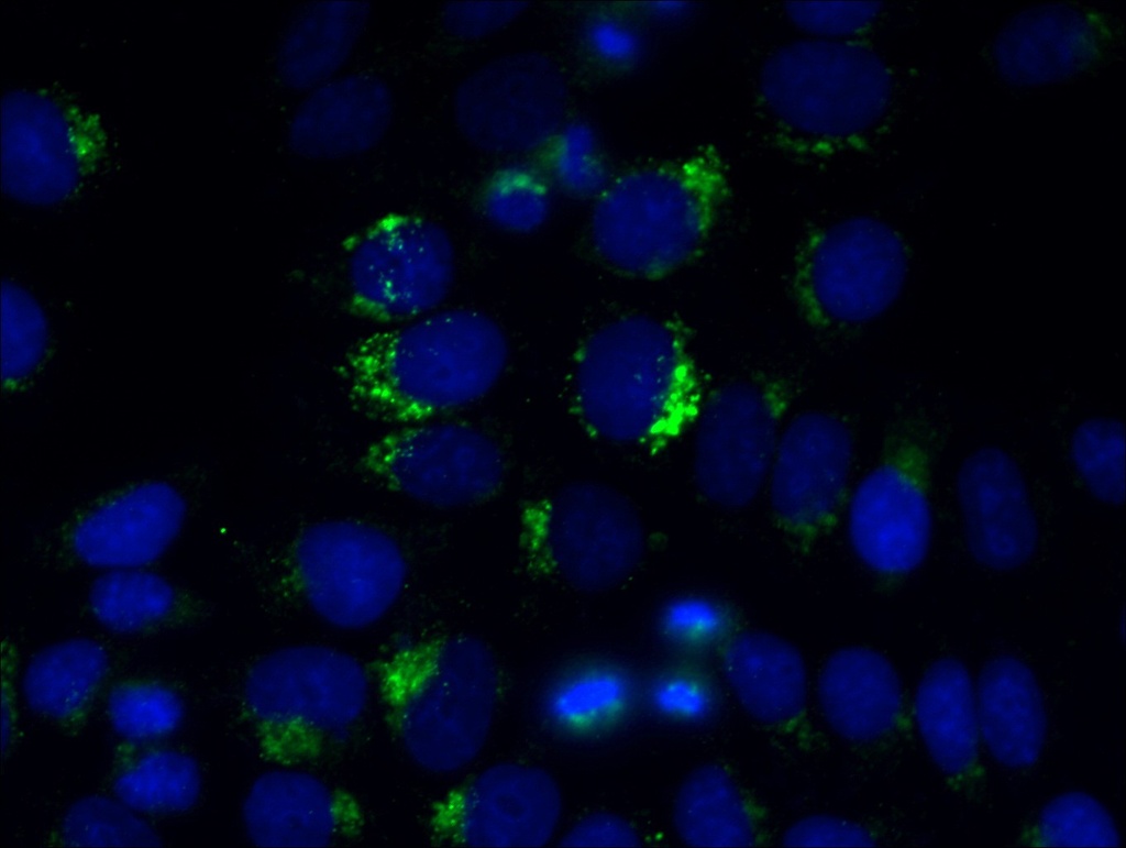 GABARAPL1 Monoclonal antibody